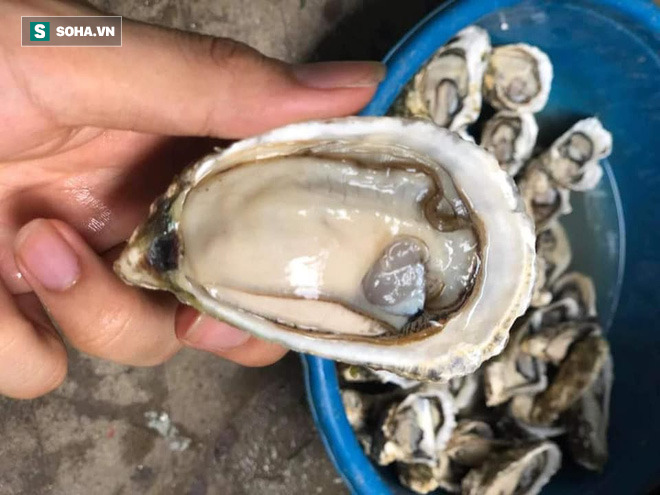 Hàu sữa giá rẻ chưa từng có, nhập về phù phép theo cách mới lạ, khách mua rần rần - Ảnh 1. Hàu sữa giá rẻ chưa từng có, nhập về phù phép theo cách mới lạ, khách mua rần rần - Ảnh 1.
