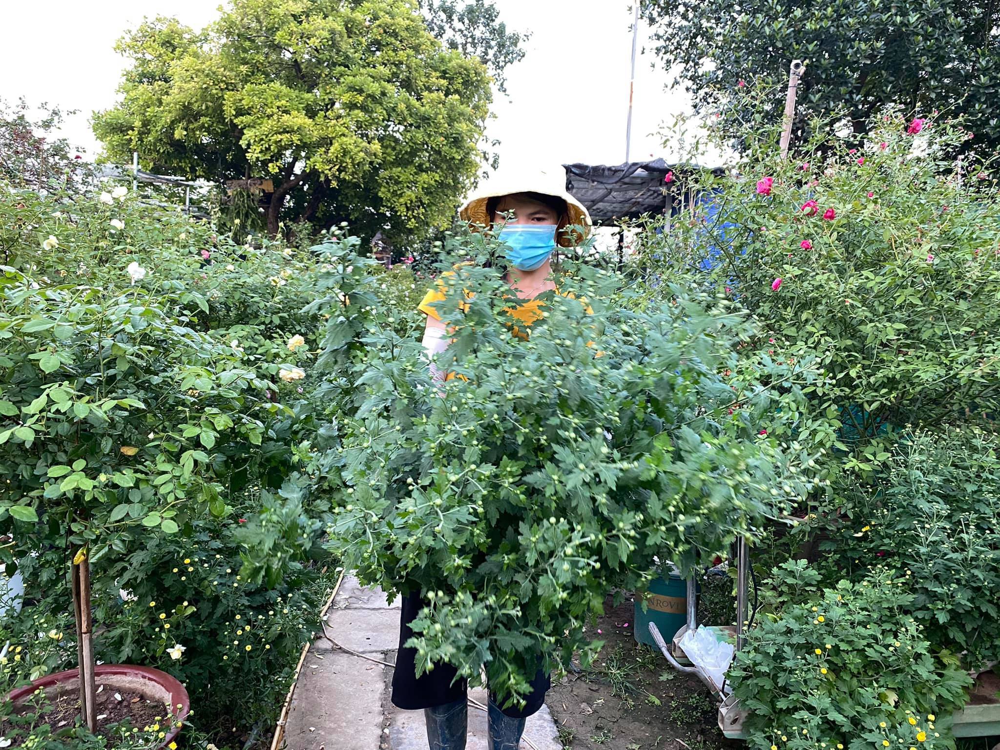 Loại cúc họa mi đặc biệt: Chơi 2 tháng mới tàn, 1 triệu đồng/chậu - Ảnh 7. Loại cúc họa mi đặc biệt: Chơi 2 tháng mới tàn, 1 triệu đồng/chậu - Ảnh 7.