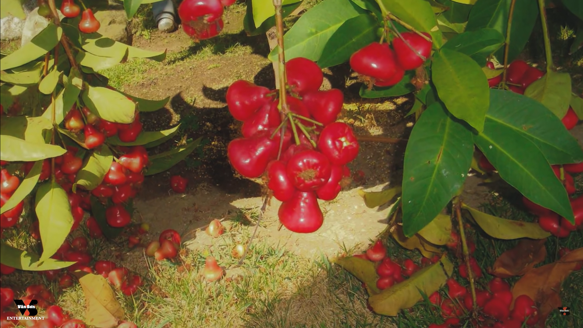 Danh hài Vân Sơn khoe vườn cây hàng trăm mét vuông, trĩu quả trong biệt thự tại Mỹ - Ảnh 6.