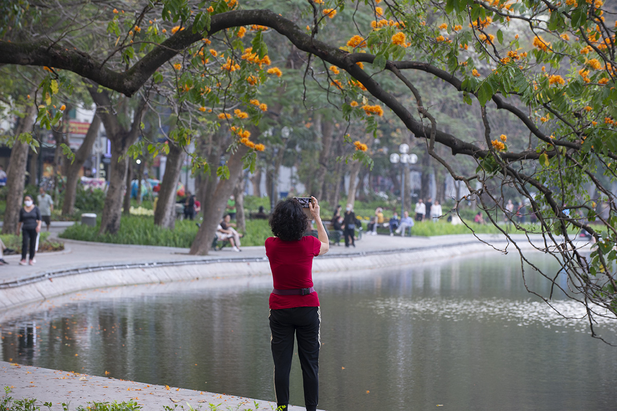 Người dân Hà Nội thích thú chiêm ngưỡng cây vàng anh đại thụ đang nở hoa rực rỡ một góc hồ Gươm - Ảnh 11. Người dân Hà Nội thích thú chiêm ngưỡng cây vàng anh đại thụ đang nở hoa rực rỡ một góc hồ Gươm - Ảnh 11.