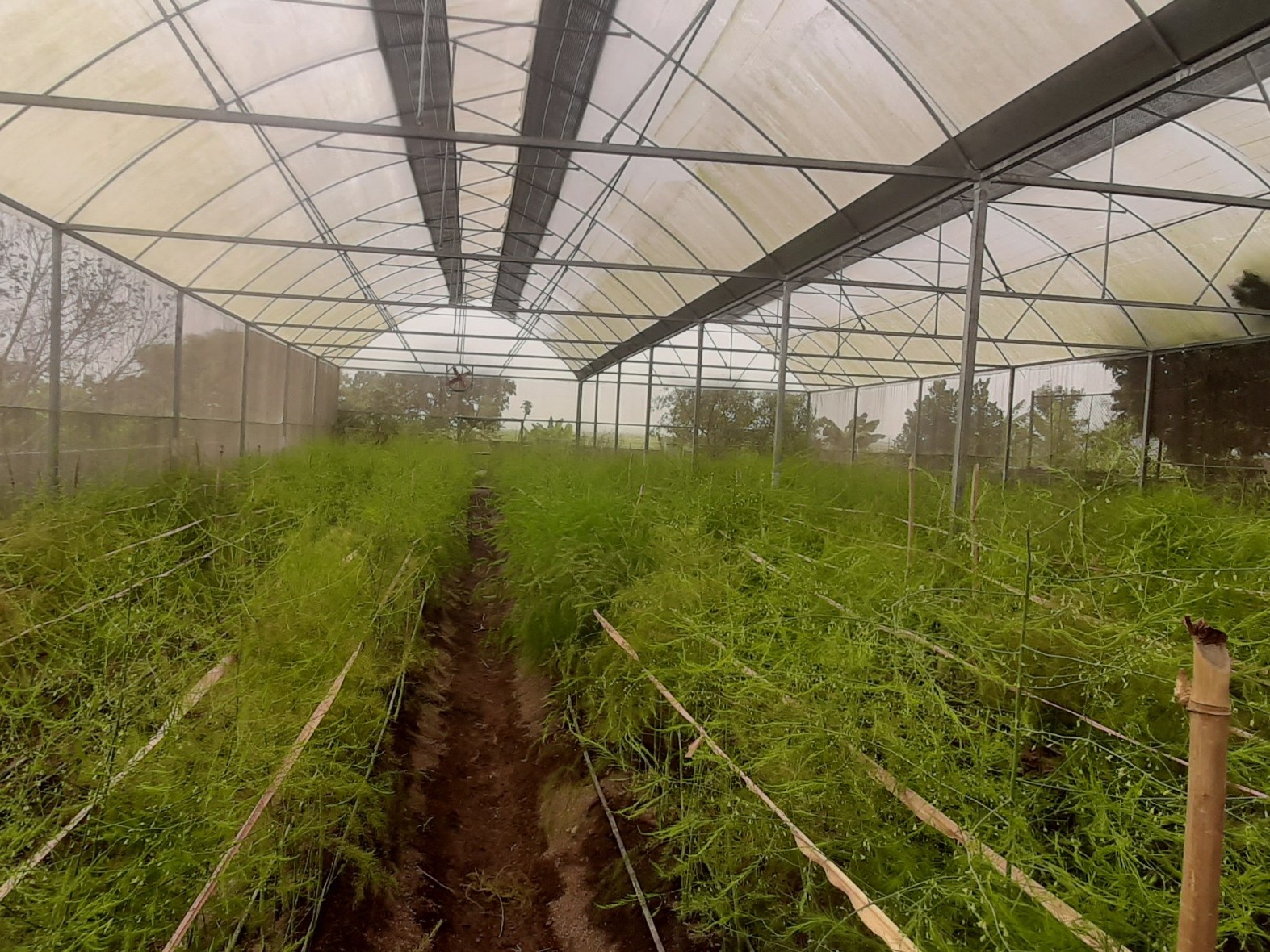 Hà Nội Mô hình trồng măng tây xanh cho hiệu quả kinh tế cao