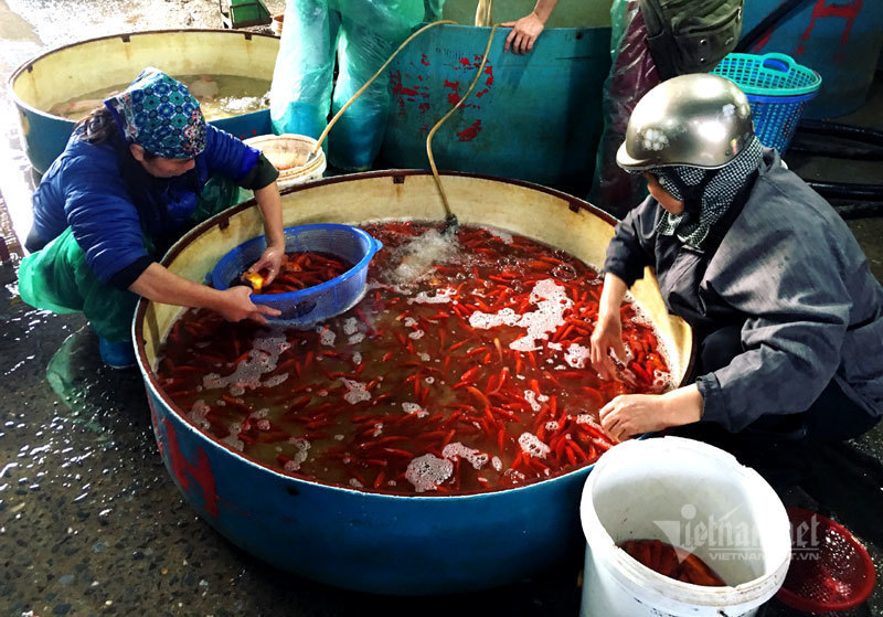 Trước ngày ông Táo lên trời, cá chép nhuộm đỏ chợ cá lớn nhất Hà Nội - Ảnh 13.