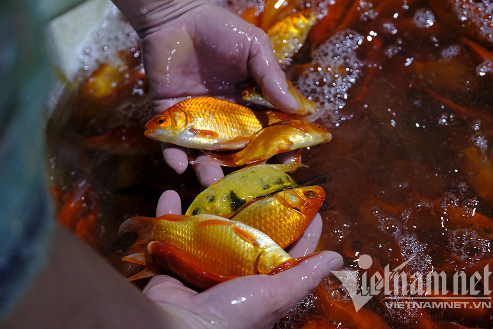 Trước ngày ông Táo lên trời, cá chép nhuộm đỏ chợ cá lớn nhất Hà Nội - Ảnh 8.