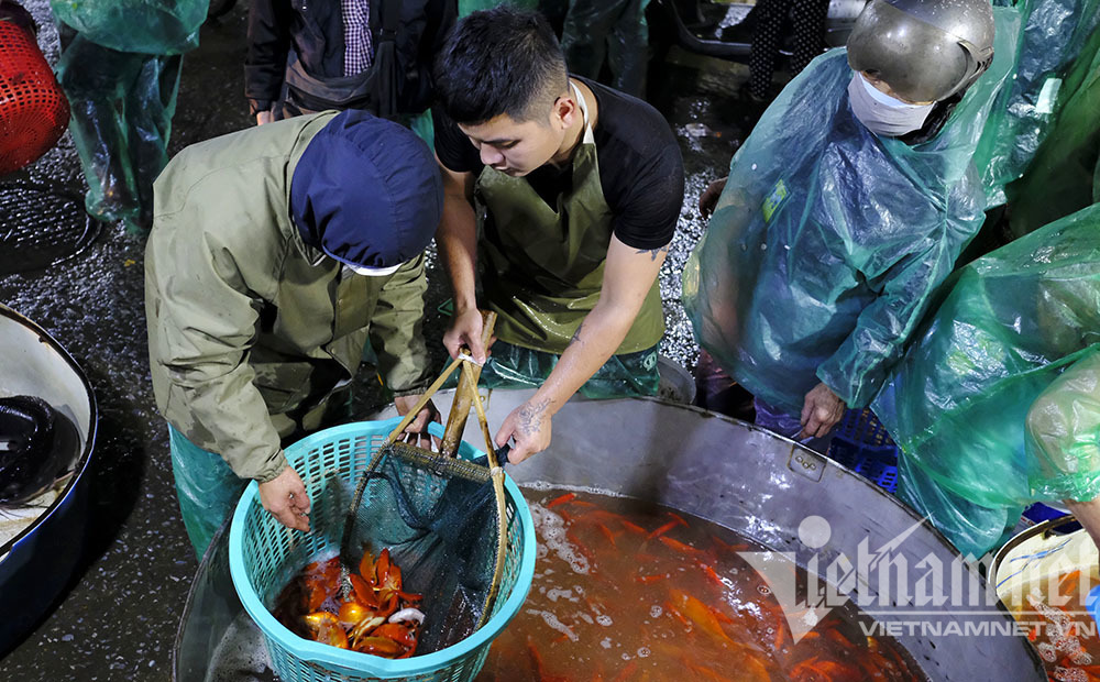 Trước ngày ông Táo lên trời, cá chép nhuộm đỏ chợ cá lớn nhất Hà Nội - Ảnh 9.