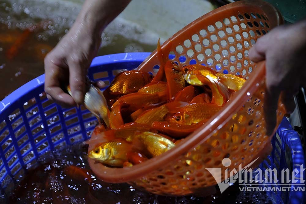 Trước ngày ông Táo lên trời, cá chép nhuộm đỏ chợ cá lớn nhất Hà Nội - Ảnh 7.