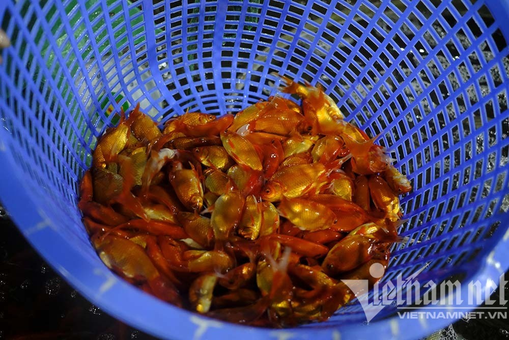 Trước ngày ông Táo lên trời, cá chép nhuộm đỏ chợ cá lớn nhất Hà Nội - Ảnh 11.
