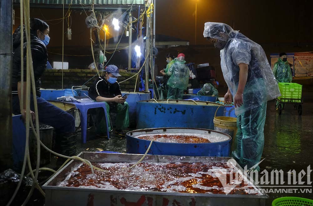 Trước ngày ông Táo lên trời, cá chép nhuộm đỏ chợ cá lớn nhất Hà Nội - Ảnh 5.