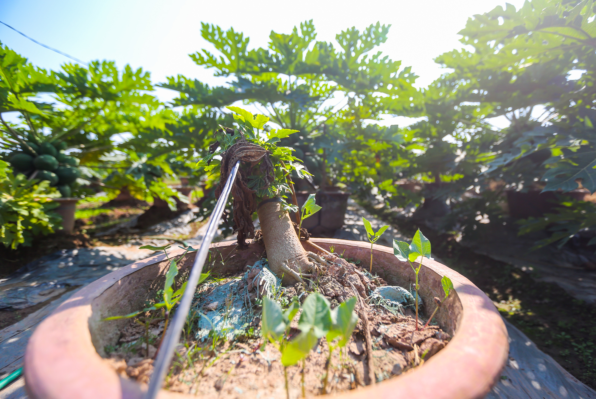 CLIP: Đu đủ bonsai tiền triệu hút khách trên thị trường Tết 2022 - Ảnh 11.