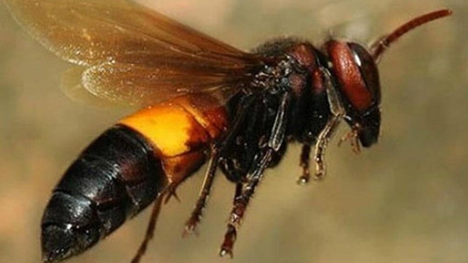 Bị ong đốt - Một trải nghiệm khó quên khi bị ong đốt! Hãy xem những bức ảnh về sự phản ứng của con người khi tiếp xúc với ong, cùng chiêm ngưỡng nhan sắc của loài côn trùng này qua các góc cạnh khác nhau.