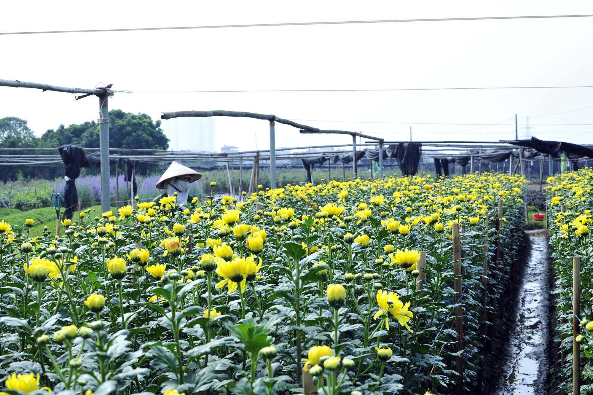 Hoa nở “lệch múi giờ”, nông dân Hà Nội thu hoạch sớm để bảo quản lạnh, chờ phục vụ người chơi đúng dịp Tết - Ảnh 2.