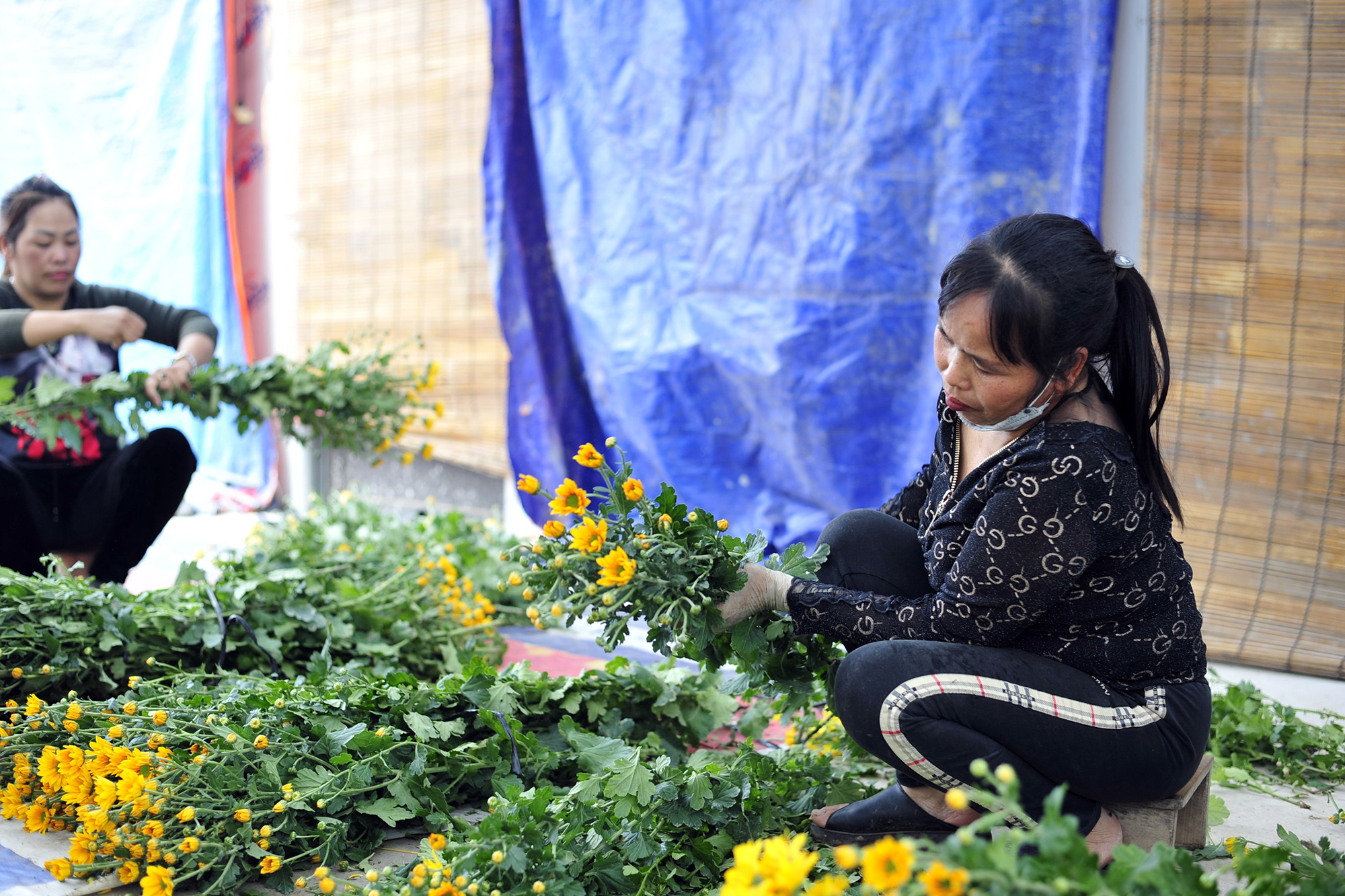 Hoa nở “lệch múi giờ”, nông dân Hà Nội thu hoạch sớm để bảo quản lạnh, chờ phục vụ người chơi đúng dịp Tết - Ảnh 4.