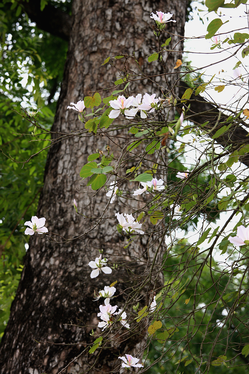 Ngắm vẻ đẹp tinh khôi của hoa ban trắng ngay giữa lòng Hà Nội - Ảnh 6.