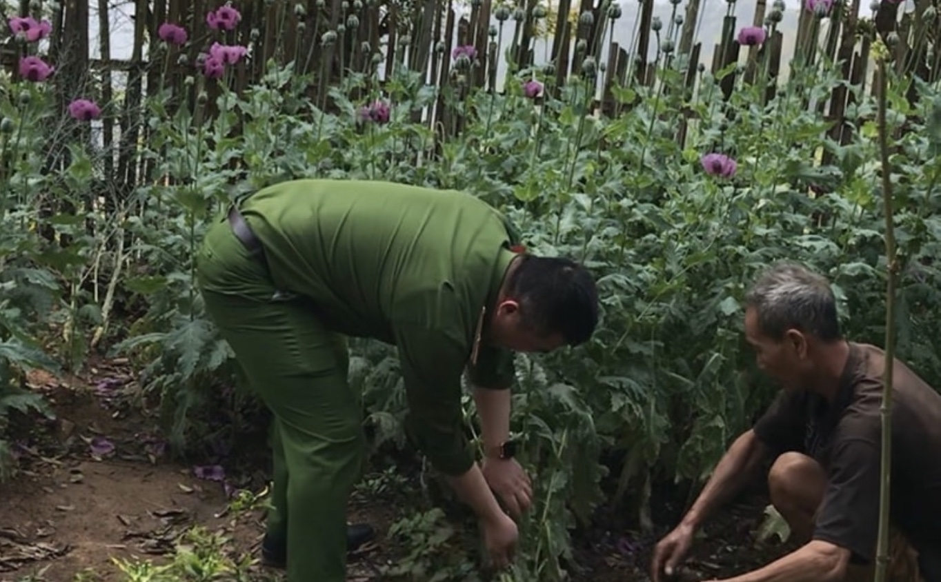 Người phụ nữ trồng hơn 200 cây thuốc phiện trong vườn nhà - Ảnh 3.