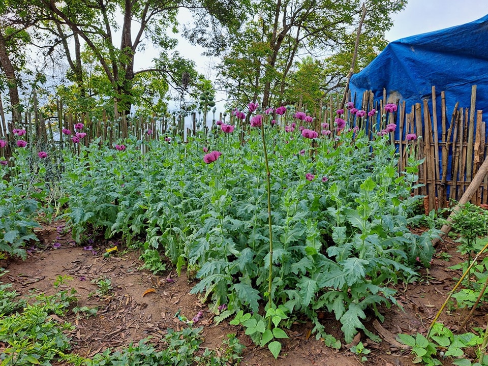 Người phụ nữ trồng hơn 200 cây thuốc phiện trong vườn nhà - Ảnh 2.