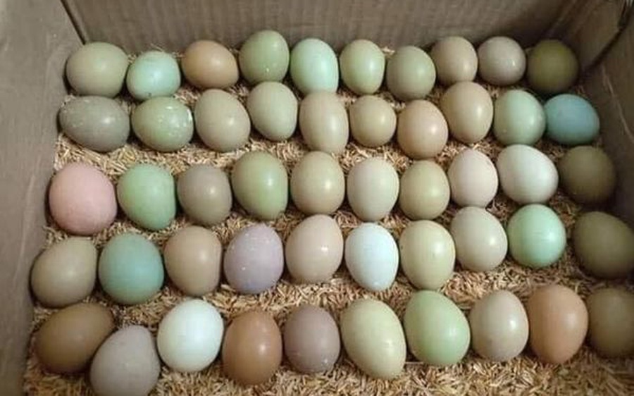 Loại trứng màu xanh đỏ bắt mắt, giá đắt gấp 10 lần trứng gà ta nhưng chị em vẫn lùng mua