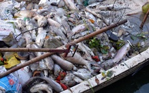 Hà Nội: Cá chết trắng ở Hồ Tây, cư dân chịu mùi hôi thối hơn 1 tuần qua