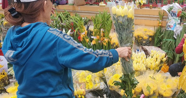 Hoa cúc đắt hàng, giá tăng trước Tết Nguyên đán